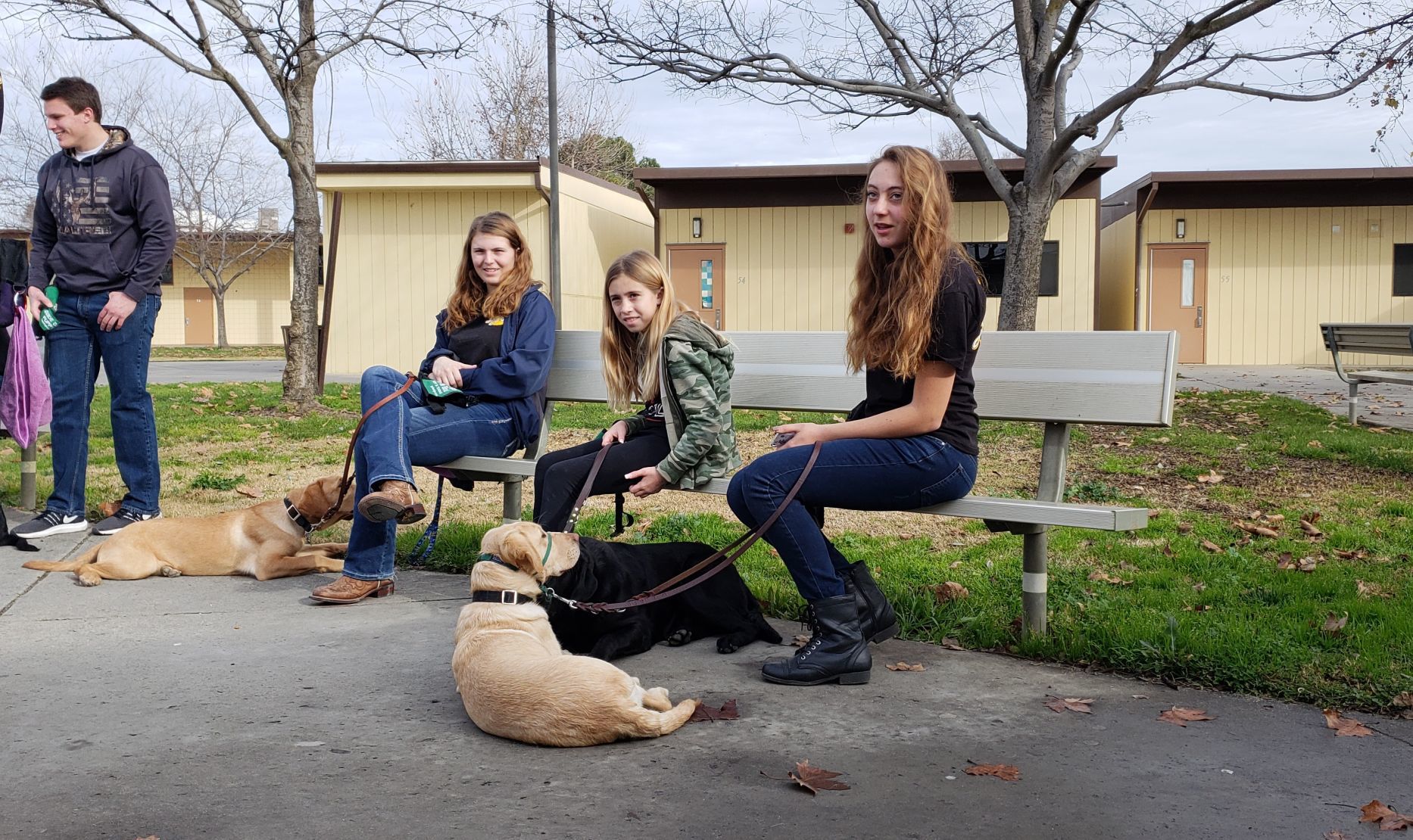 lhs ffa puppies 2